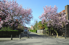 900224 Gezicht in de Franz Schubertstraat te Utrecht, vanaf de Richard Wagnerlaan, met enkele bloeiende magnolia's.